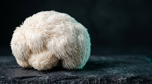 Lion's Mane Mushroom Benefits for Cognitive Performance: What the Science Says